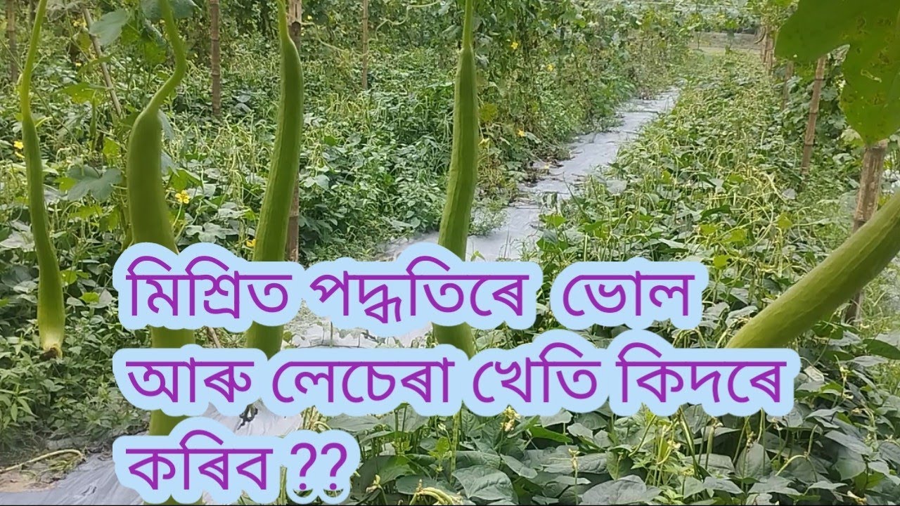 ভোল আৰু লেচেৰা একেলগে এনেকৈ লগাব পাৰি (assamese video)