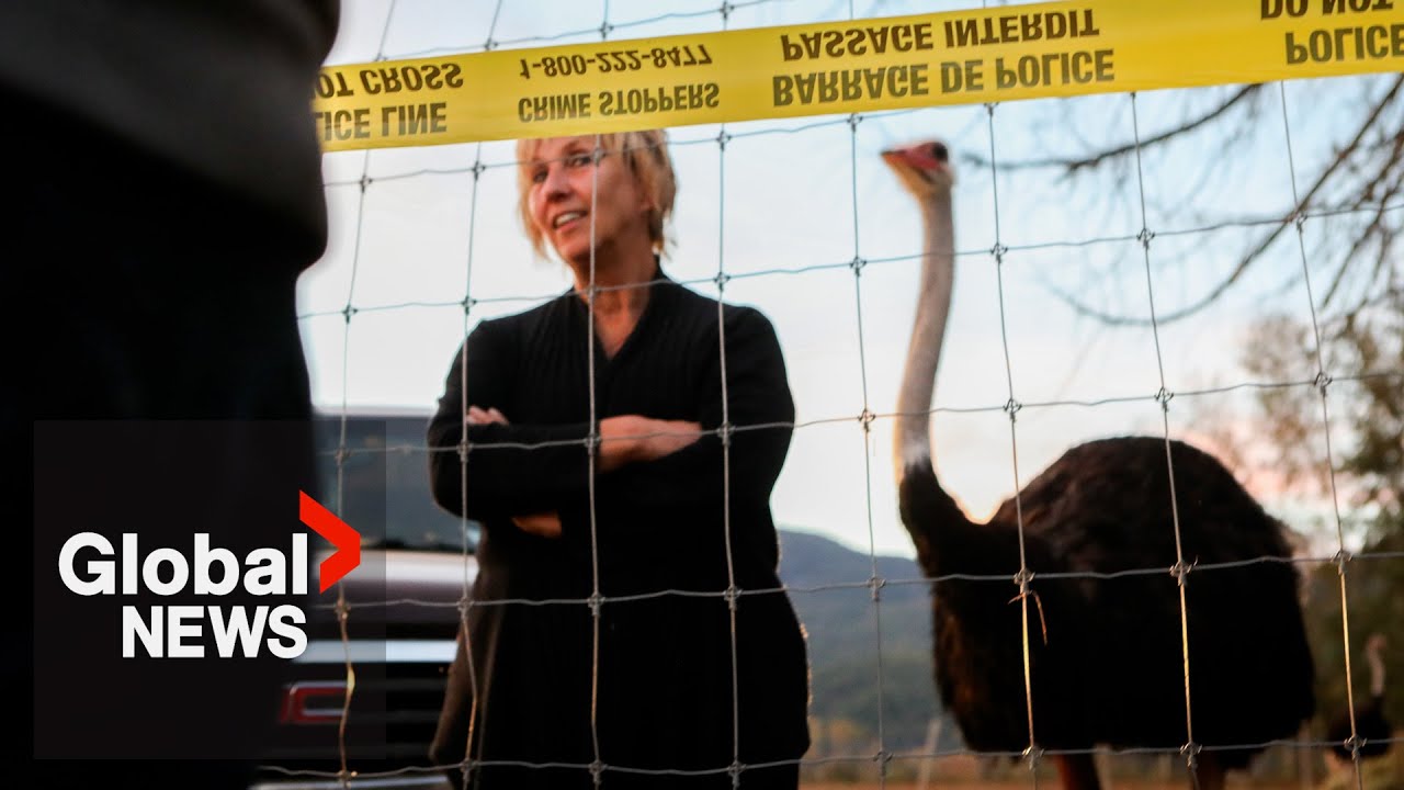 Court ruling on fate of flock at BC ostrich farm could be months away