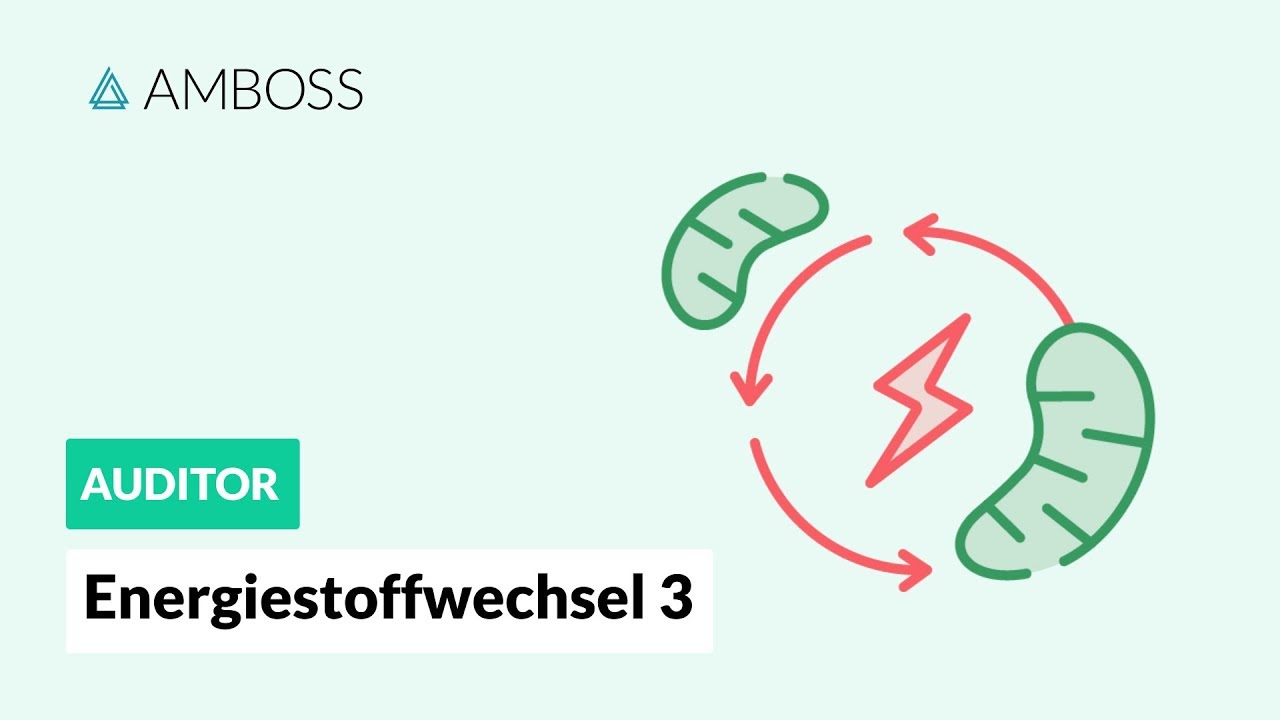 Energiestoffwechsel Teil 3 -- Wie wird die Glykolyse reguliert? -- AMBOSS Auditor