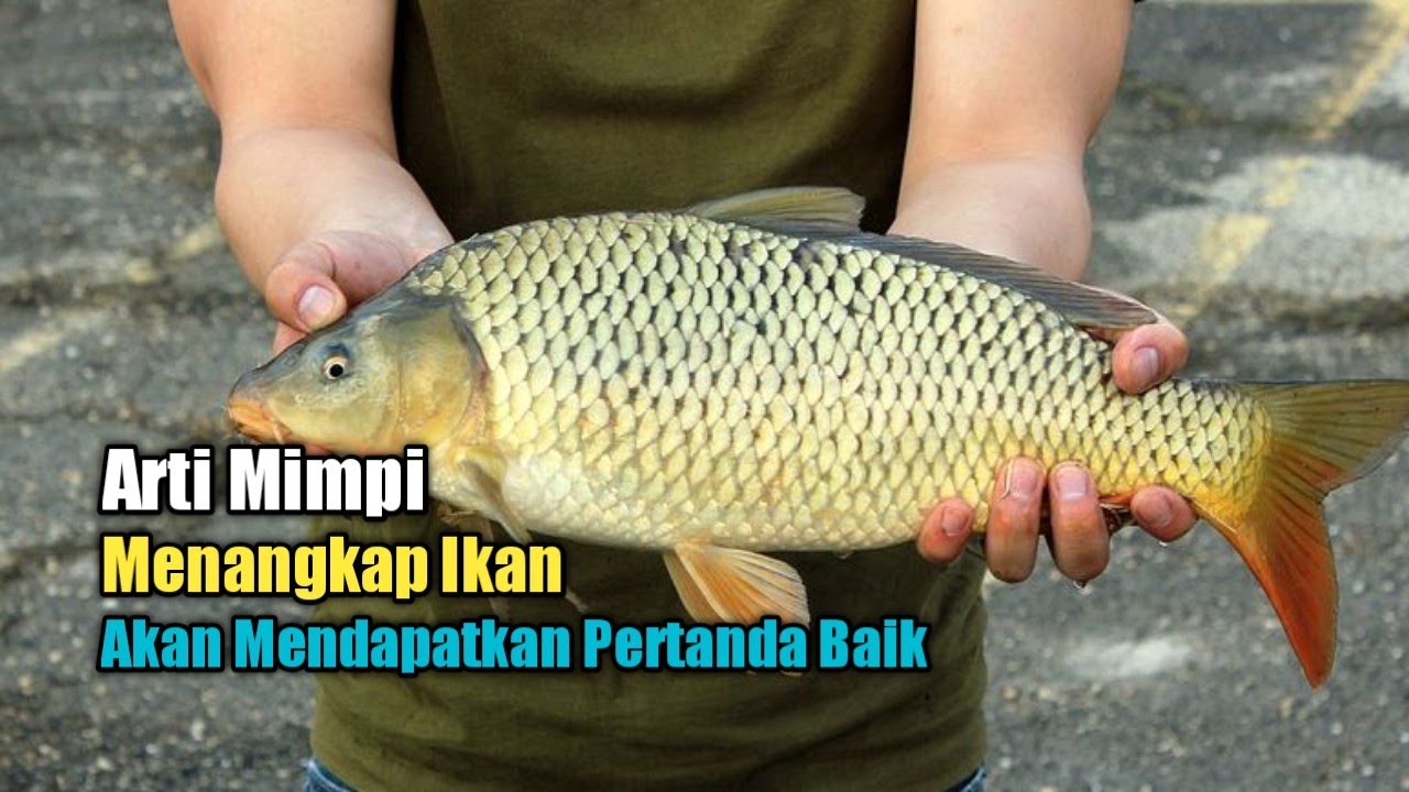 Arti Mimpi Menangkap Ikan, Akan Mendapatkan Petanda Baik