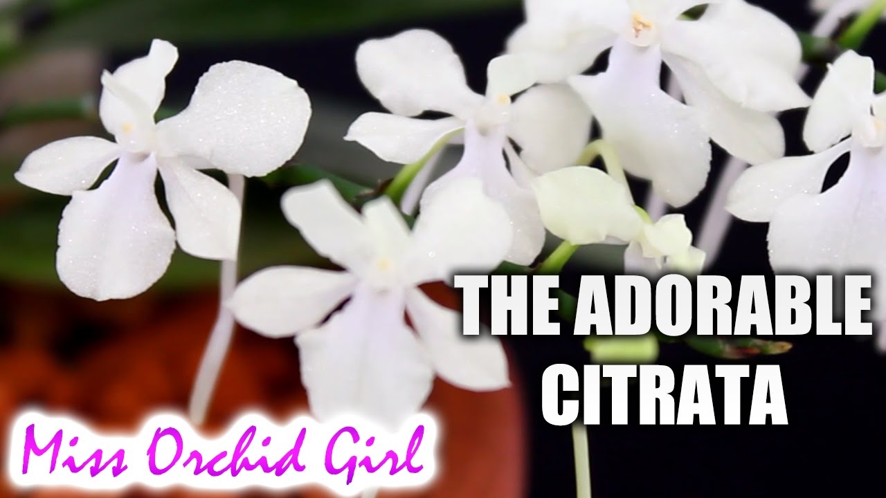In full bloom - Aerangis citrata Orchid, petite, white and adorable