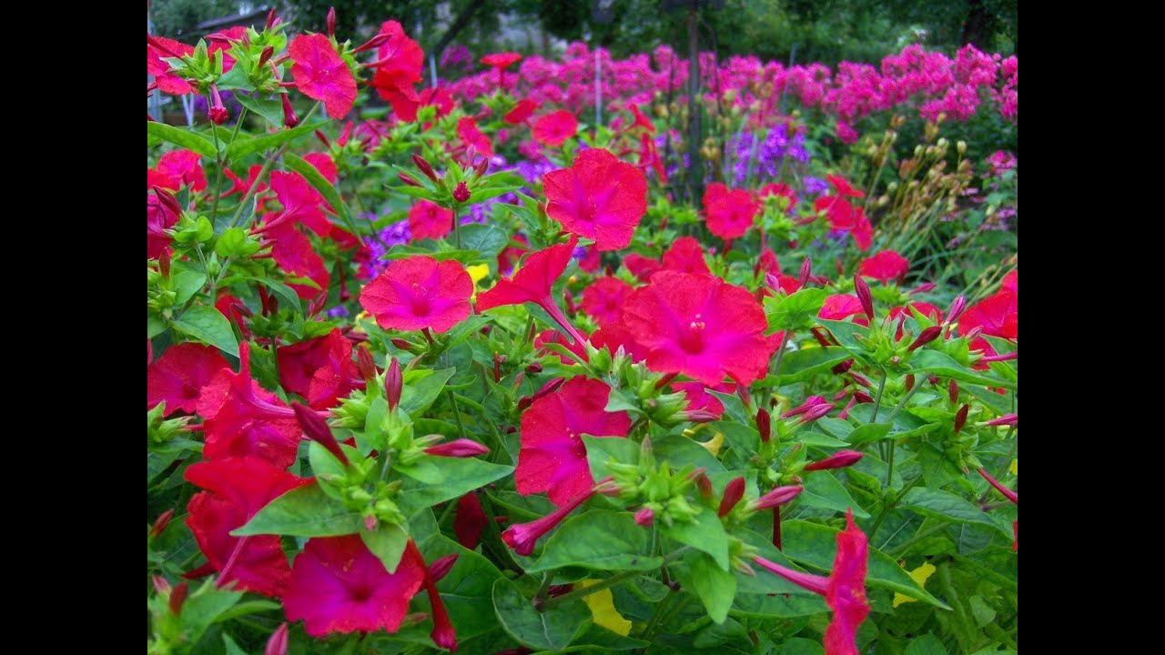 Мирабилис ялапа (Mirabilis jalapa).