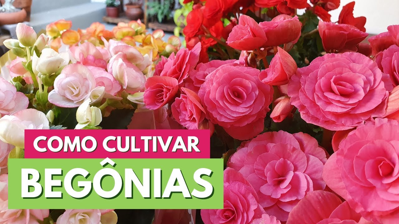 COMO CUIDAR DE BEGÔNIA ELATIOR! DICAS PARA MANTÊ-LA BONITA E CHEIA DE FLORES. CANAL MEU QUINTAL