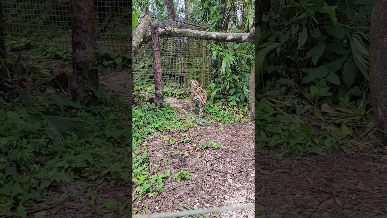 Belize Zoo #jaguar #belize #zoo