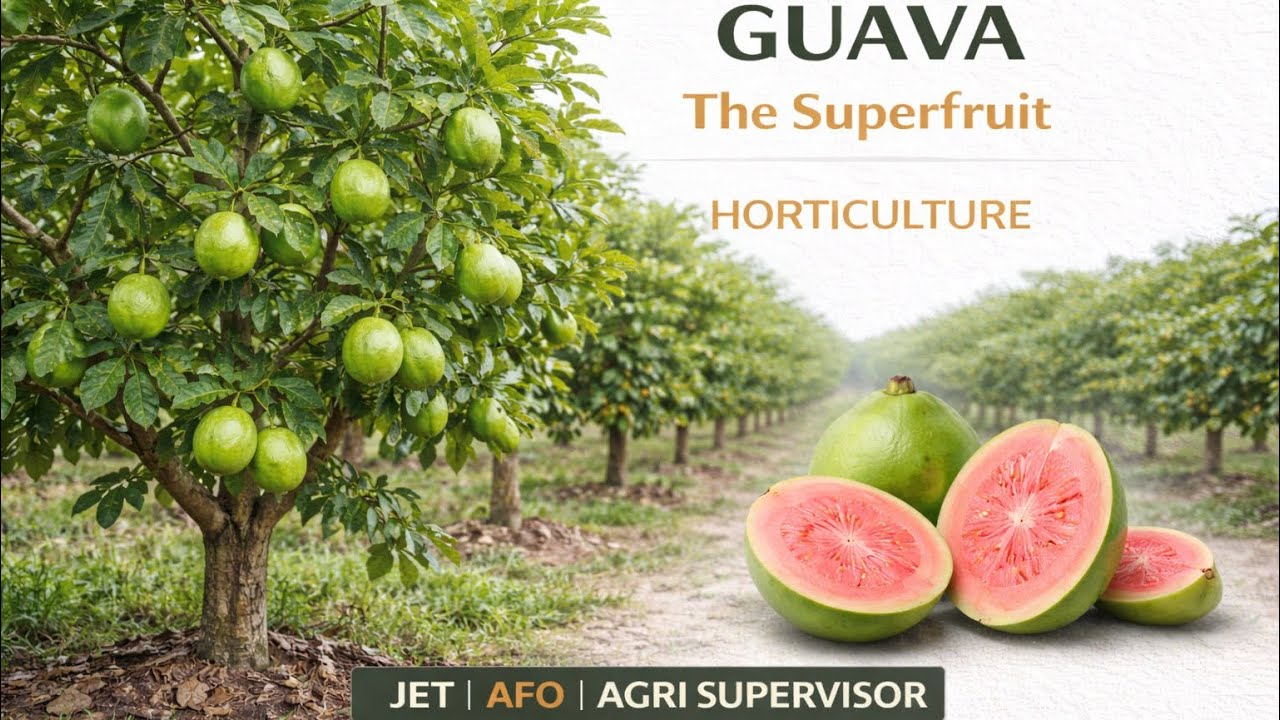 Guava | Guava Full Explained | Horticulture | JET | AFO | Agriculture Supervisor