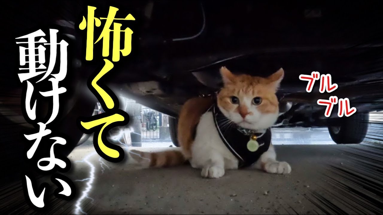 【СРОЧНО】Спасите кота, который спрятался под машиной из-за страха перед громом!
