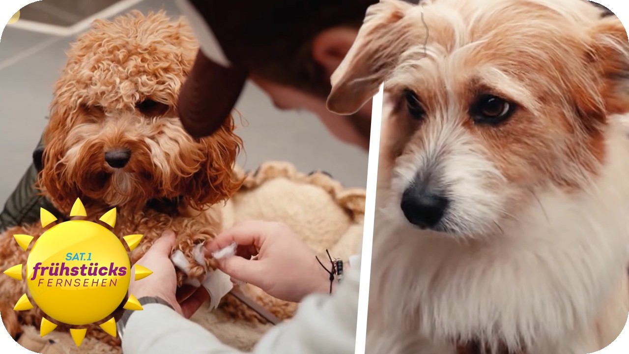 Was tun in großer NOT? Erste Hilfe für Hunde | SAT.1 Frühstücksfernsehen
