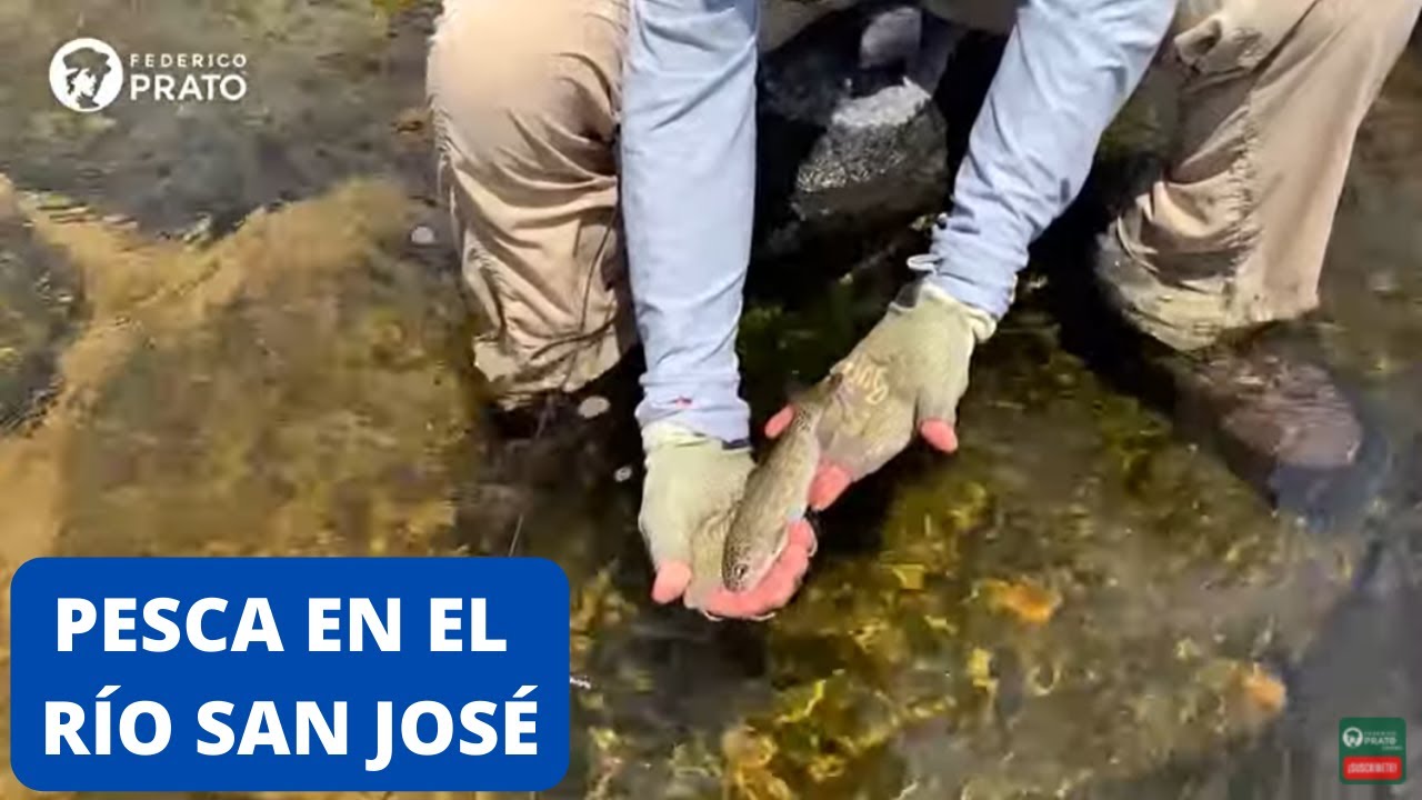 Pesca con mosca en el río San José de Córdoba - Pesca en vivo