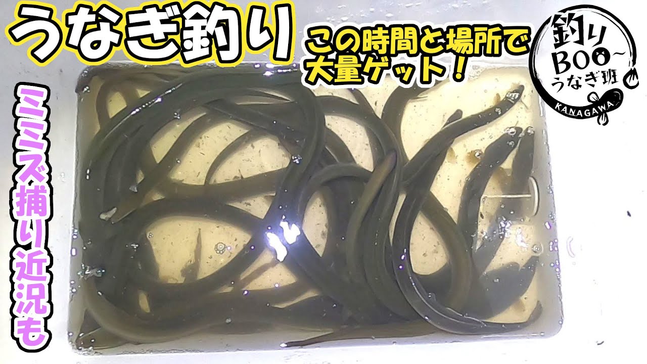 神奈川うなぎ釣り。ついに爆釣！大量ゲット！！！今年の傾向と対策。