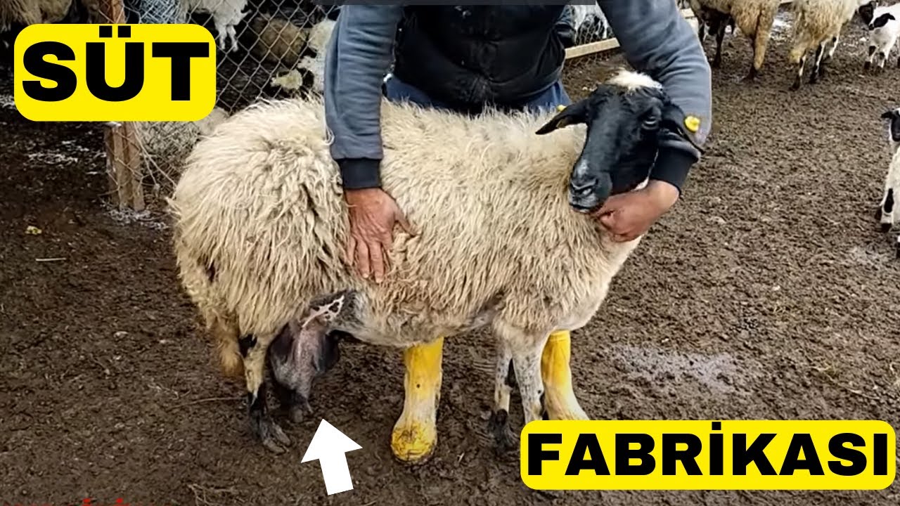 SÜT FABRİKASI KUZU MAKİNASI | ÜLKEMİZİN MUHTEŞEM SÜT KIRALİÇESİ | SAKIZ KOYUNU | İŞTE KAZANÇ