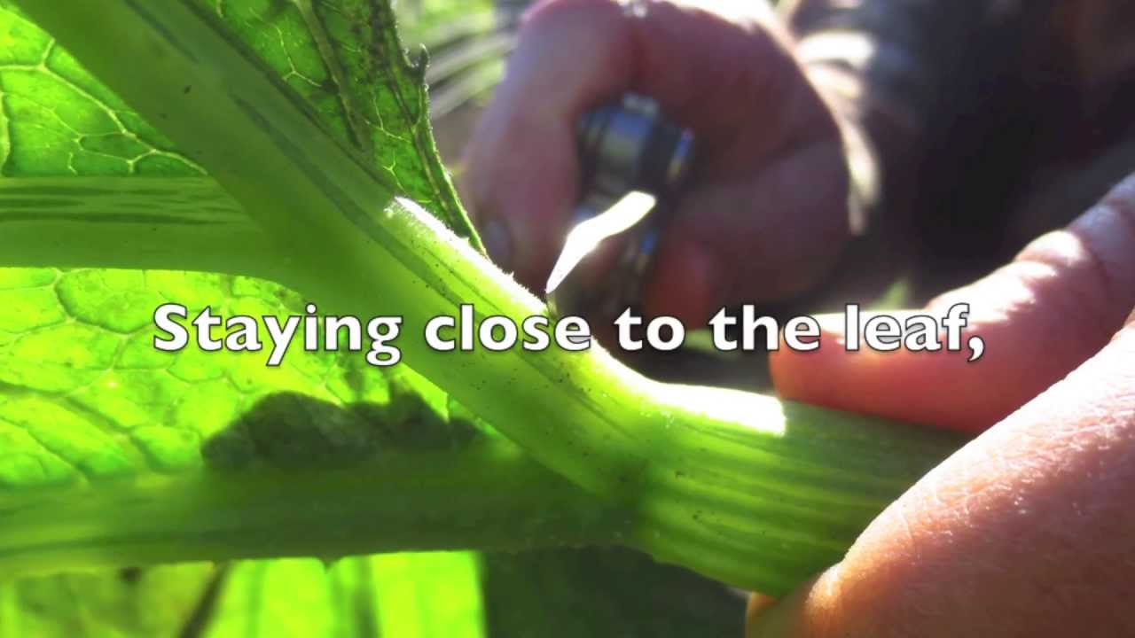 Zucchini Whistle