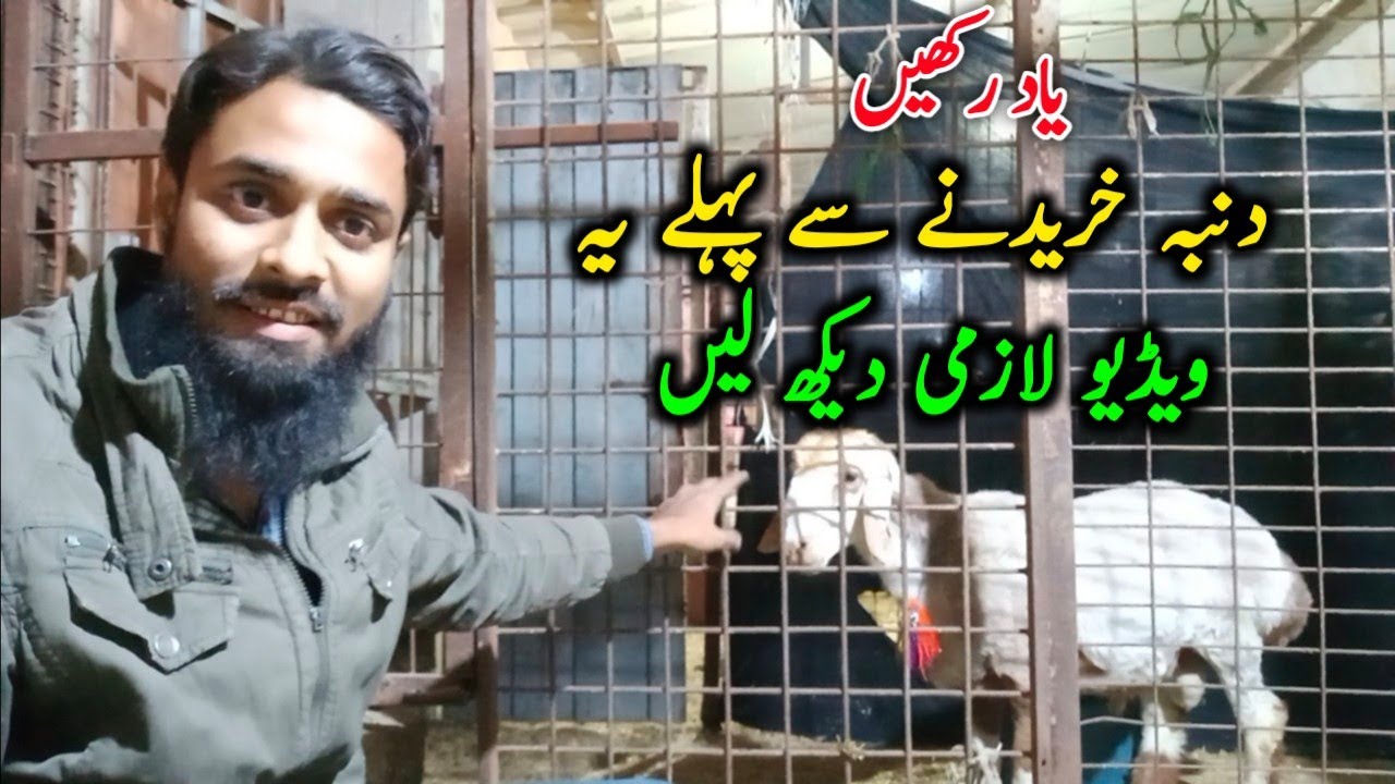 How To Buy Active Sheep/Dumba👍🏼 || Chakki Wala Dumba || Abid Hannan Official.