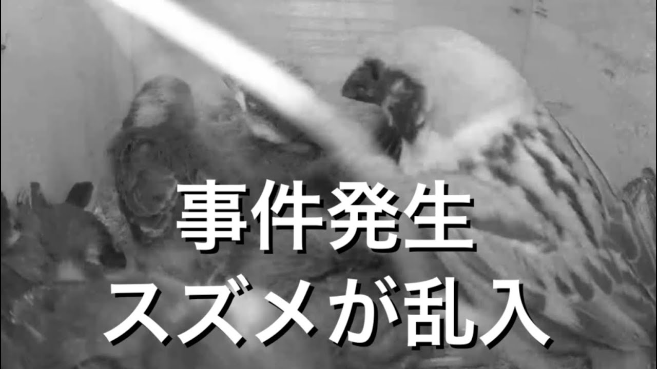 2025 5 19 順調に育ったシジュウカラとヤマガラの子たちに突然スズメが入って来ました。