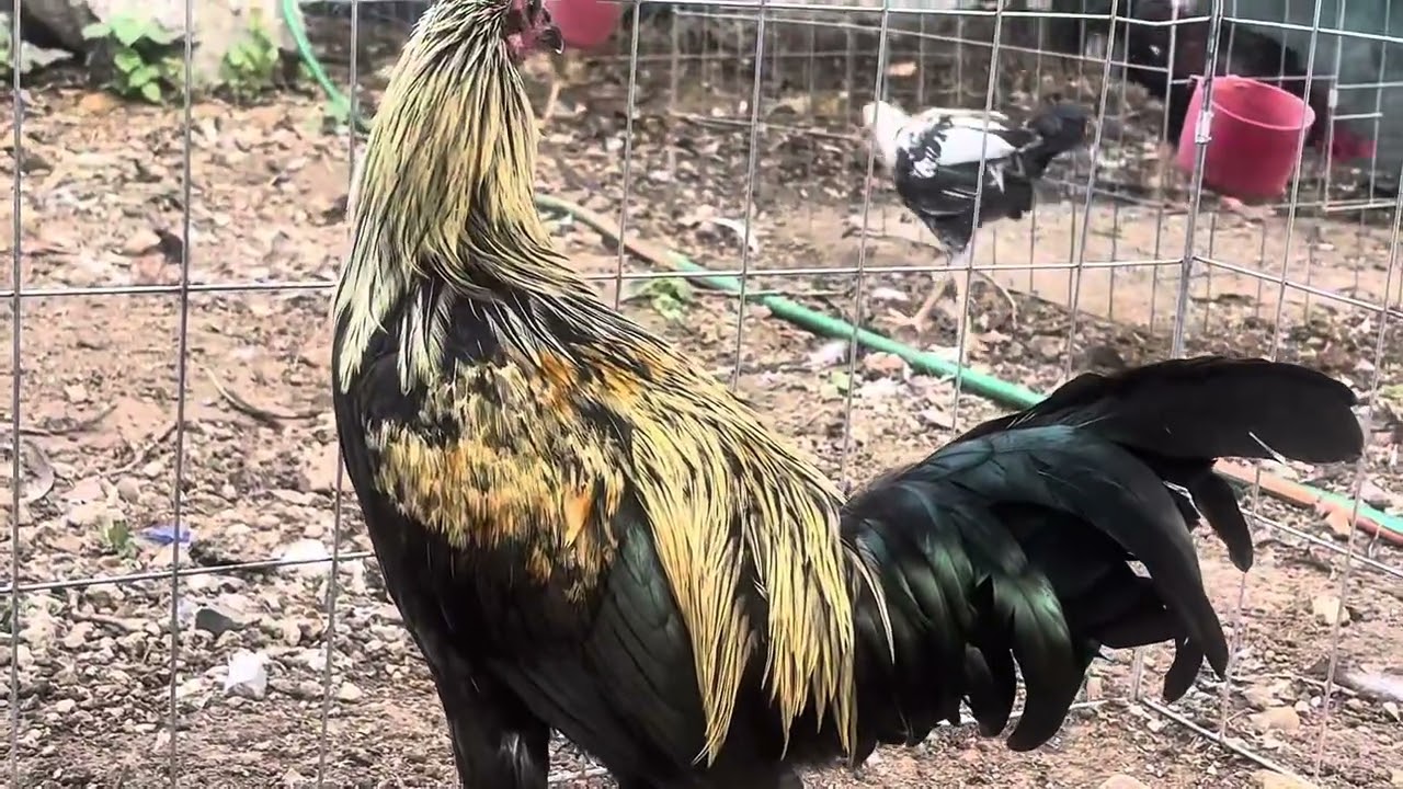 POLLOS EN DESARROLLO 2025