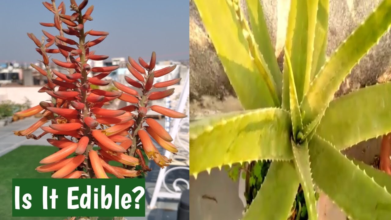 All about Aloevera plant | Tea from Aloevera Flower| Best Tea for Health