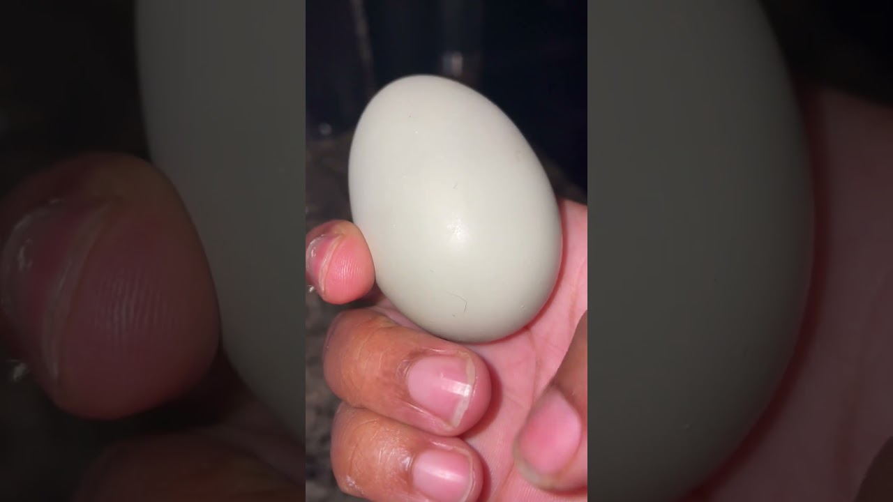 Finally cracking open the big egg I collected the other day #crazyegg #garden #chicken #chickenegg