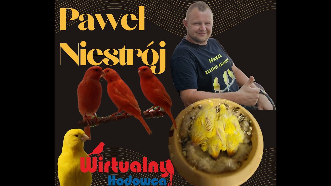 Wirtualny Hodowca odc.11.Paweł Niestr&oacute;j - kanarki kolorowe . Kanarek Czerwony i Kanarek Ż&oacute;łty.