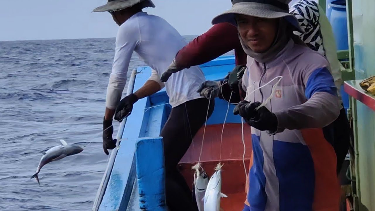 ikan aya makin agresif menyambar ketika perjalanan pulang