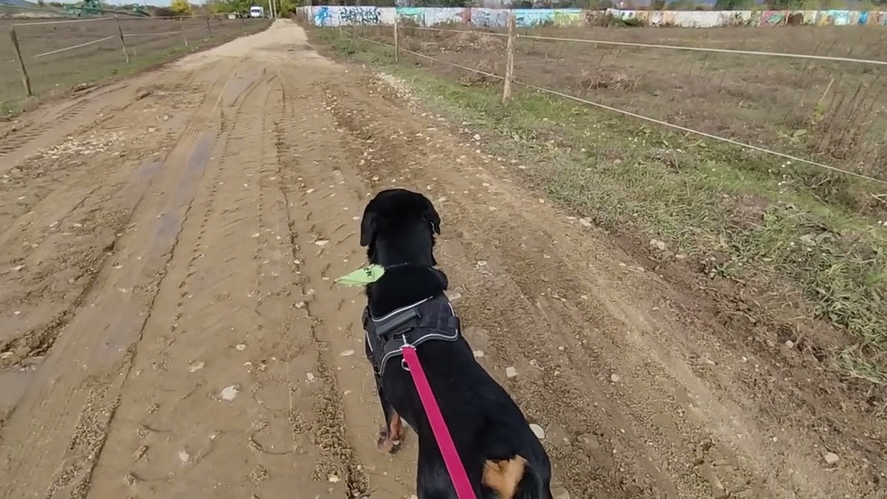 MenhelySztorik 17.rész Rottweiler testvérek/Raul/