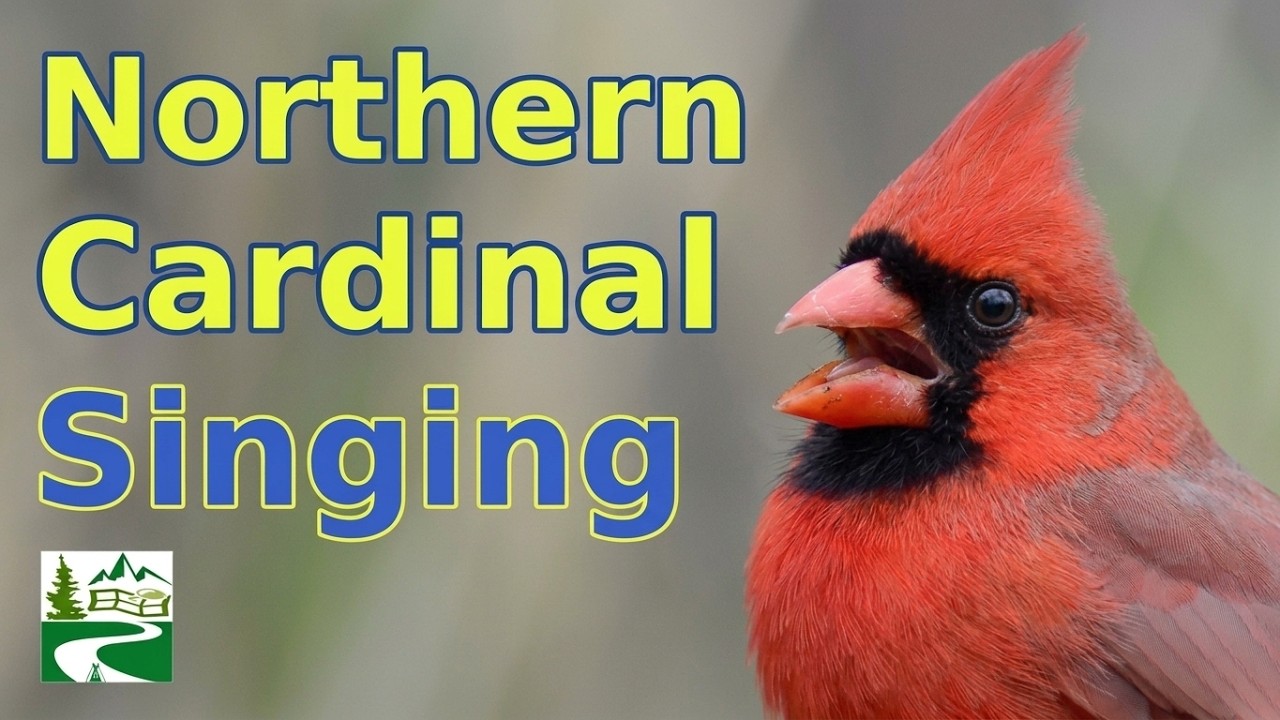 Cardinal Singing & Call Sounds