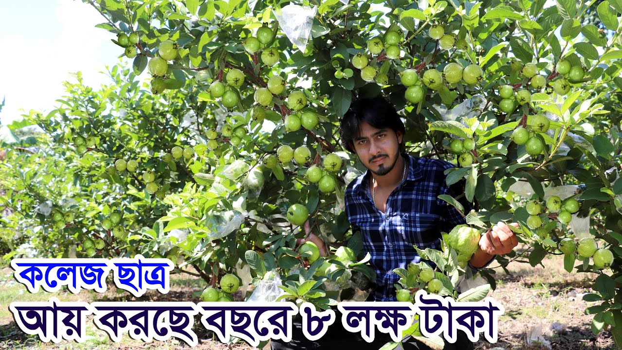 ফলের রাজ্য চুয়াডাঙ্গায়-নতুন জাতের পেয়ারা চাষ | মিশরী পেয়ারা চাষ ও আয় ব্যয় | পেয়ারা চাষ ও বাজার