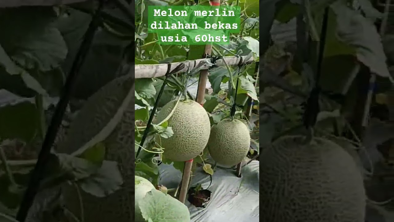lahan bekas masih mantaap untuk melon Merlin
