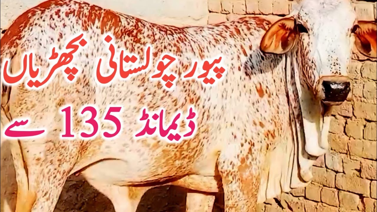 Pure Cholistani Bachrian for Breeding or Qurbani Near Cholistani Desert || Global Village Farming