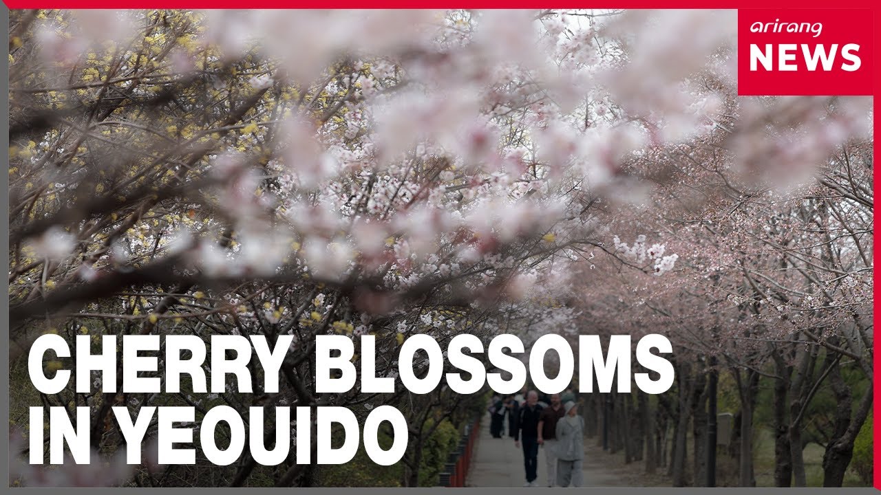 Cherry blossoms in full bloom in Yeouido