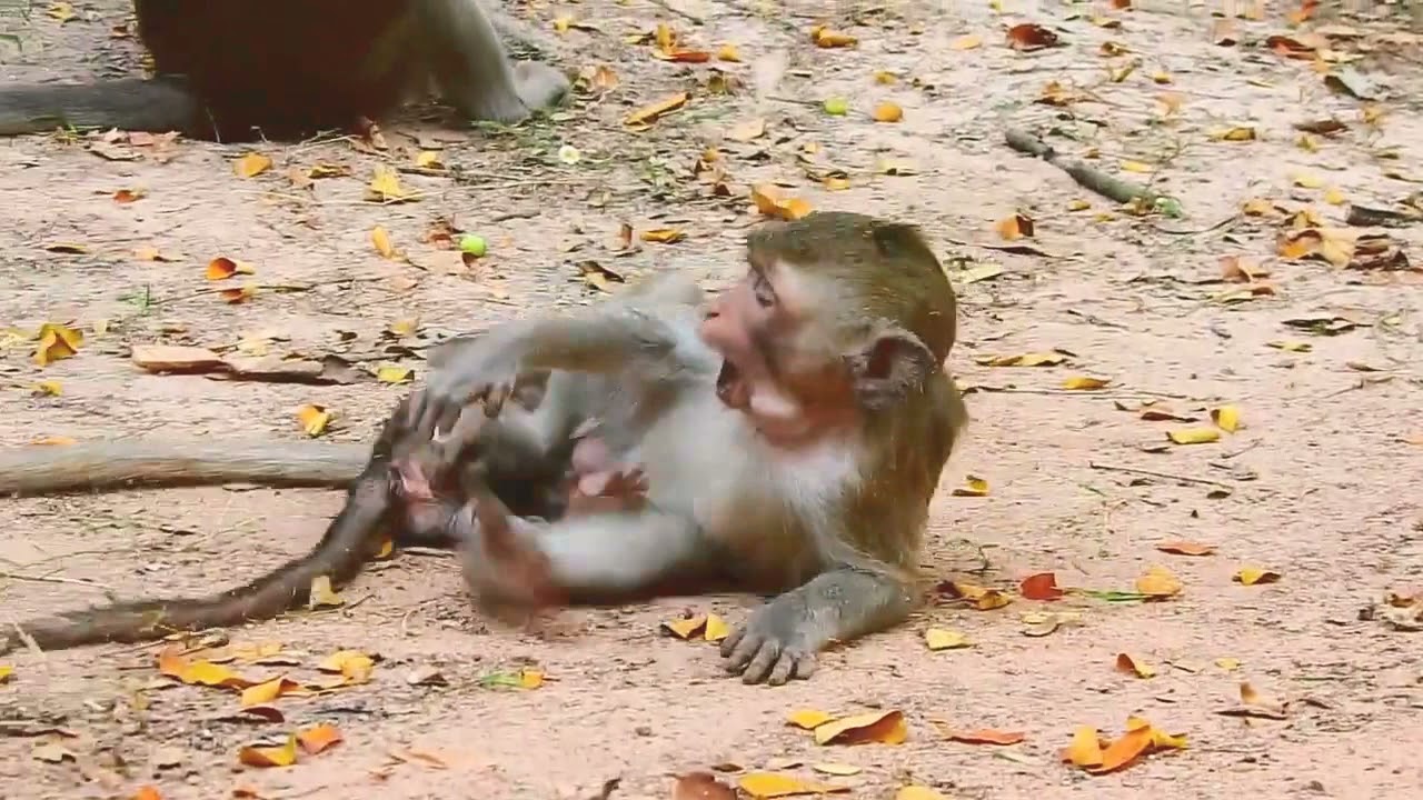 FUNNIEST MONKEYS - Cute And Funny Monkey Videos Compilation 2021 - pets bonding
