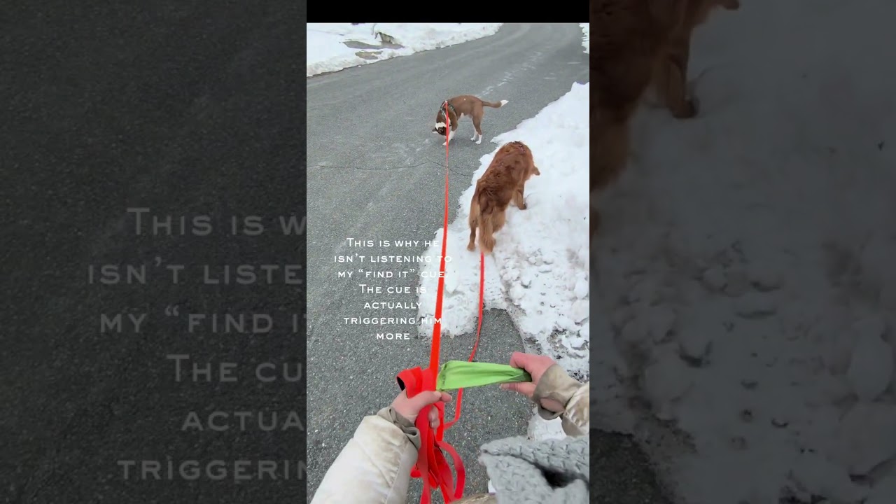 Walking Multiple Dogs Part 2