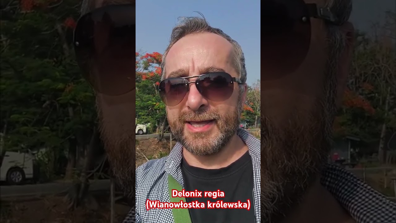 Tajlandia Znana i Nieznana - Na kr&oacute;tko 12 - Delonix regia (Wianowłostka kr&oacute;lewska)