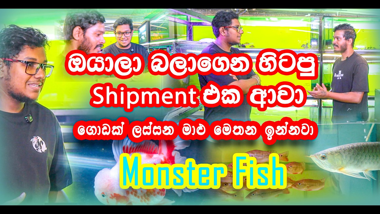 Minma Farm | ඔයාලා බලාගෙන හිටපු shipment එක ආවා | ලස්සන මාළු මෙතන ඉන්නවා #trending #fish #viral