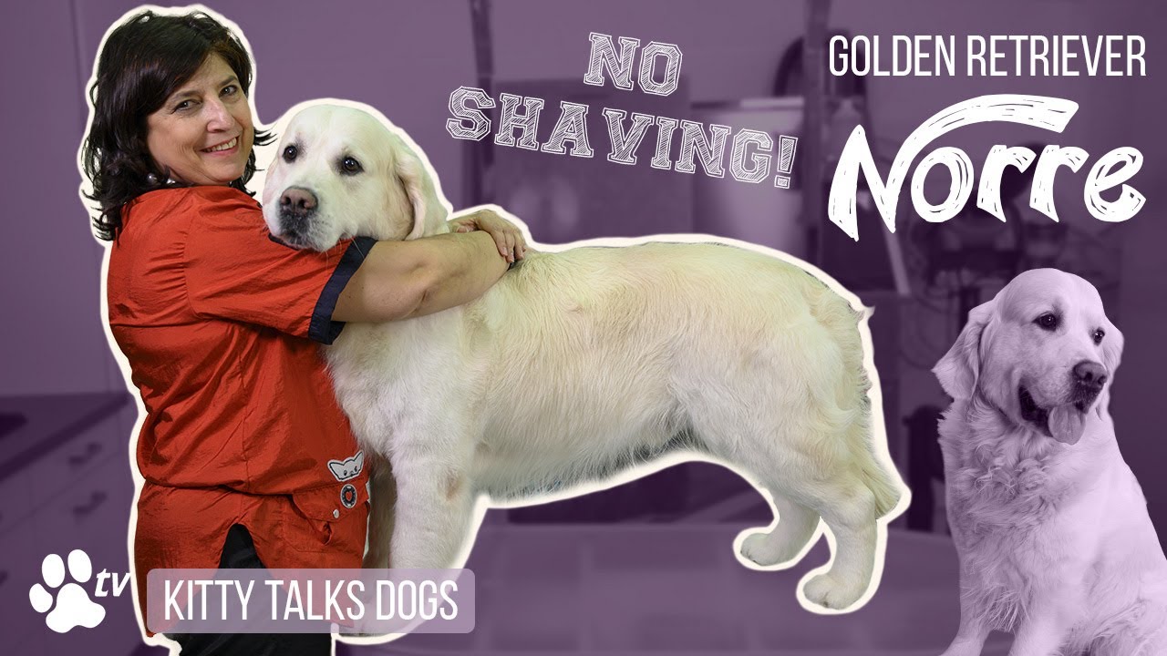 Grooming Norre the Golden Retriever | Kitty Talks Dogs - TRANSGROOM