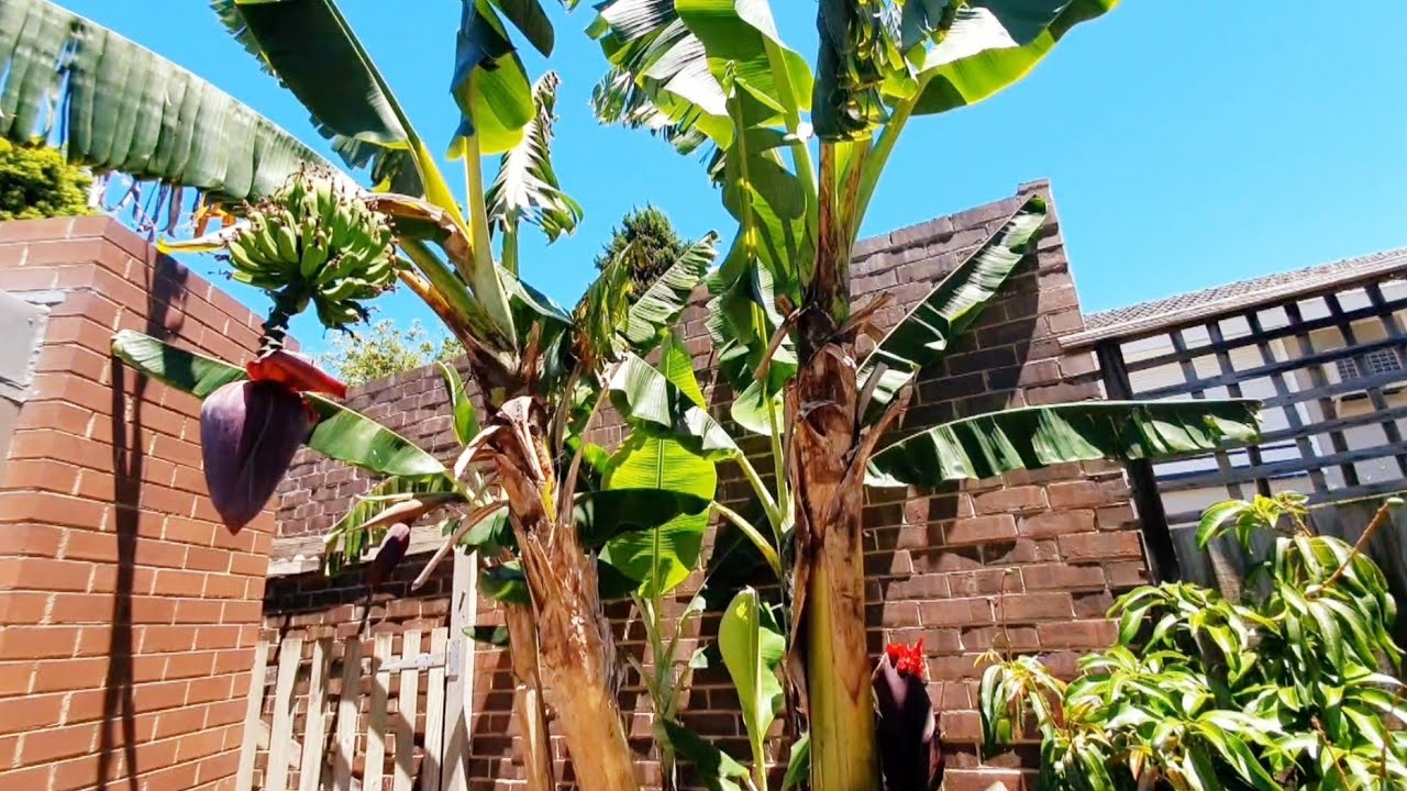 72 Banana Racks Harvested - Full Melbourne Jungle Tour