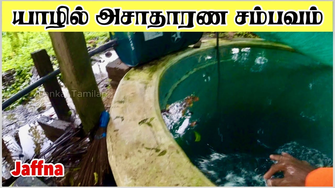 யாழில் நிரம்பி வழிந்த கிணறு ! அசாதாரண நீர்ப்பெருக்கு