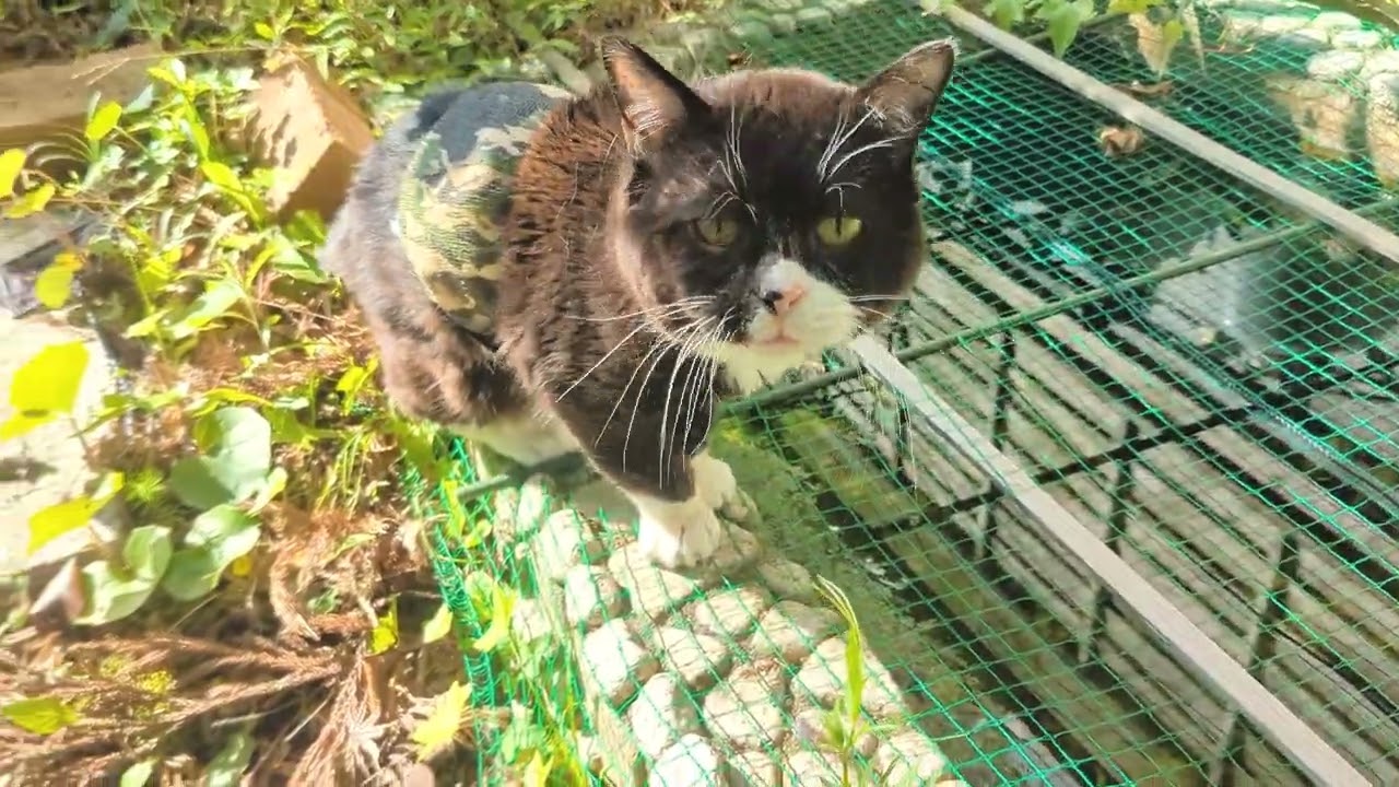 どうしてもメダカのエサが食べたくて網を破壊するもんた