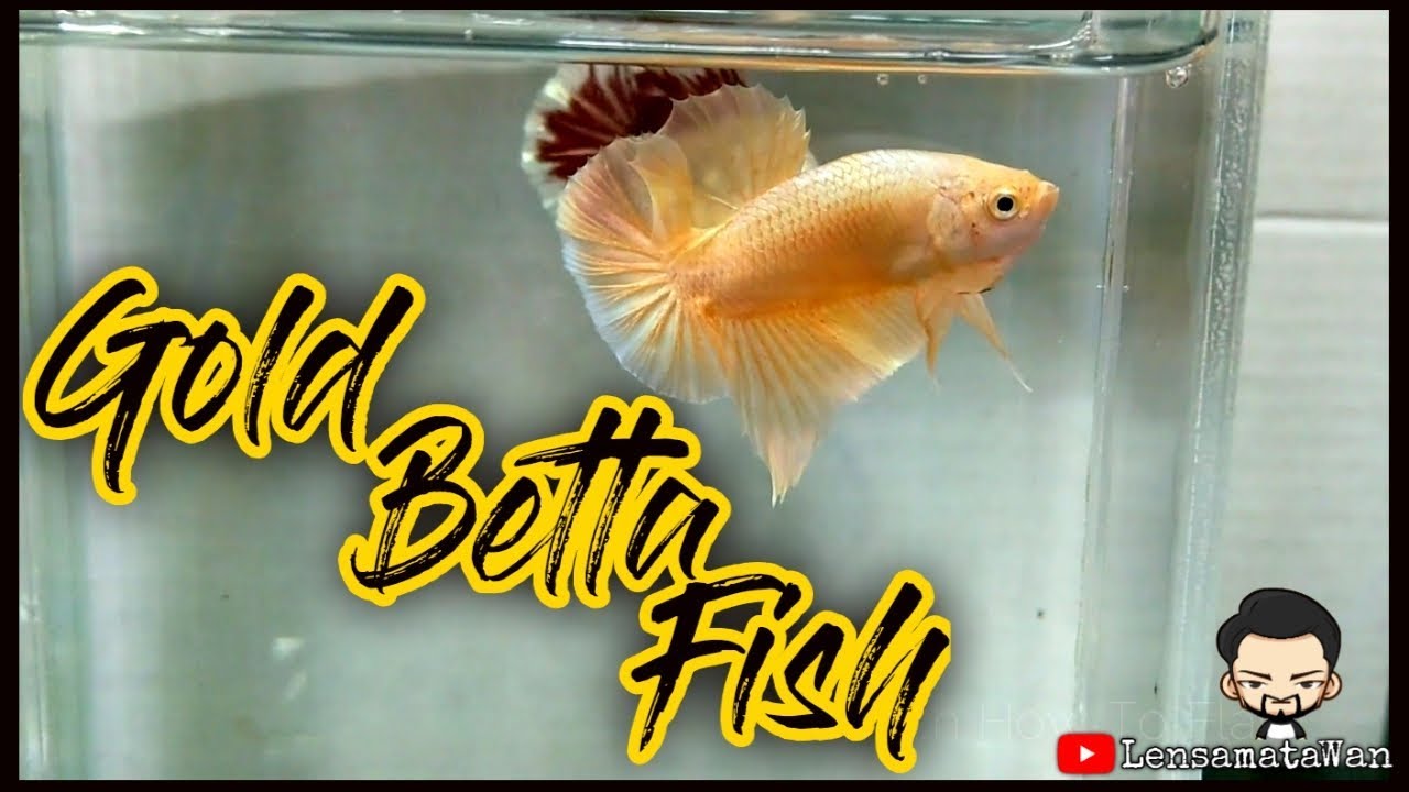 Gold Betta Fish Breeding Experience | Halfmoon Plakat | Sharing Vlog