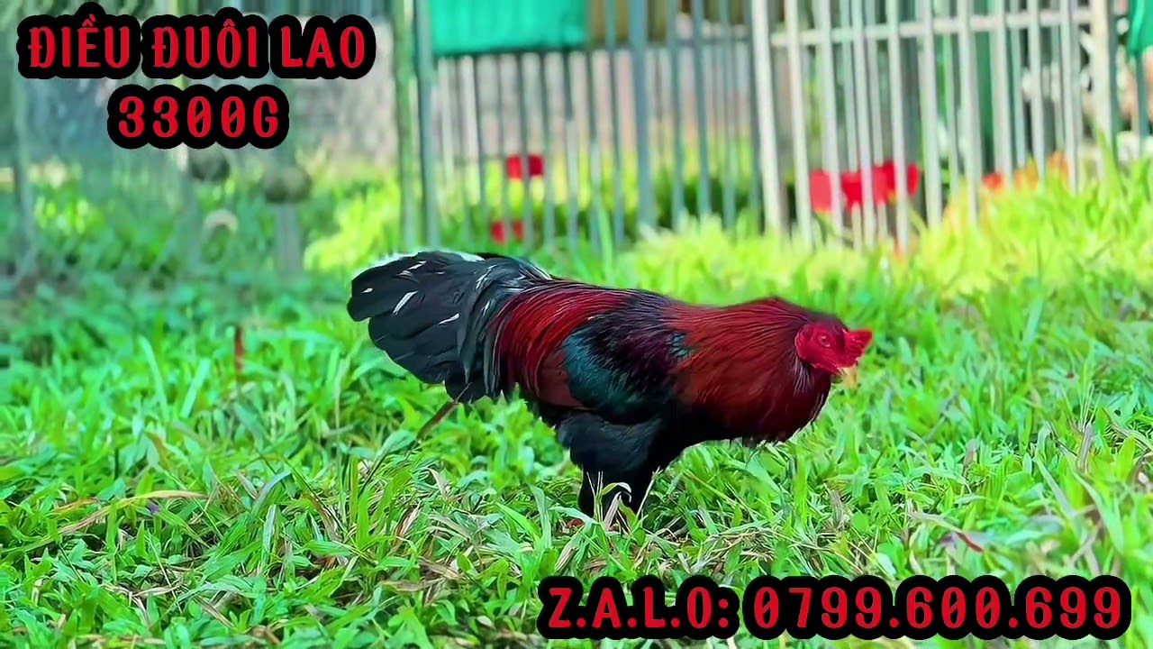TG - Trần Cường. #top 3 Giỏi (29/1). ALO 0799.600.699