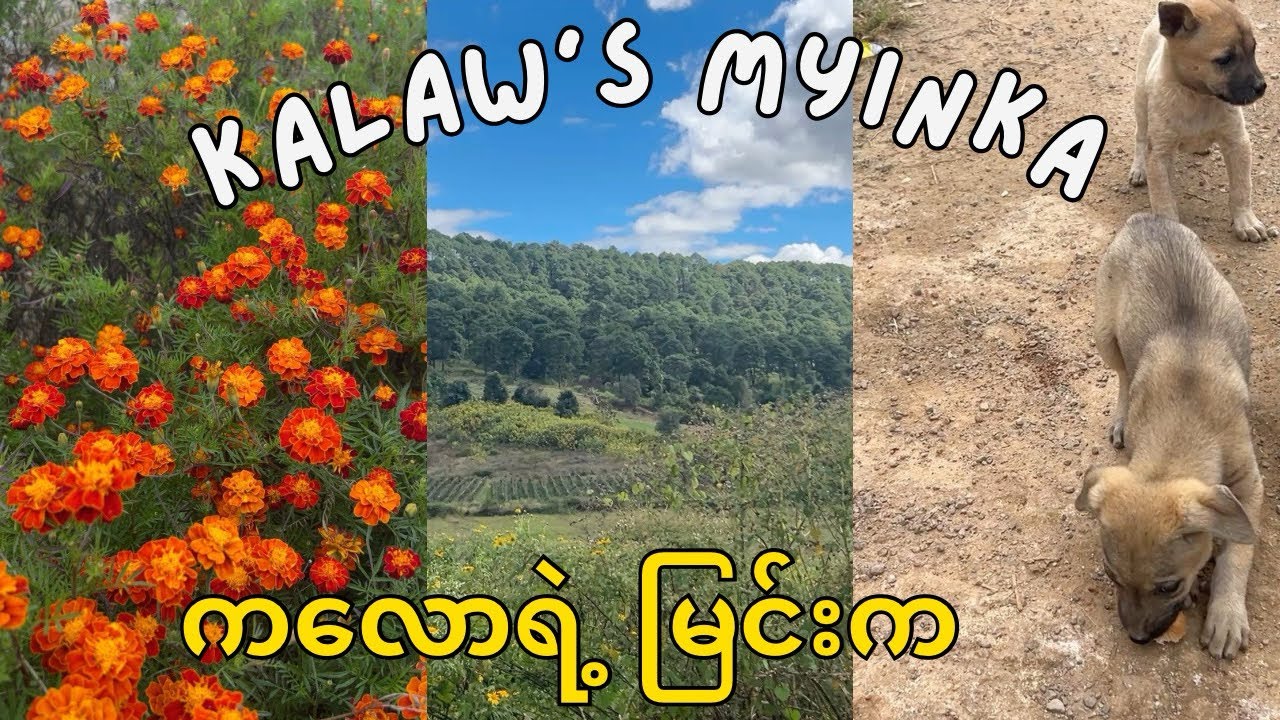 Kalaw’s MYINKA (ကလောရဲ့ မြင်းက) 