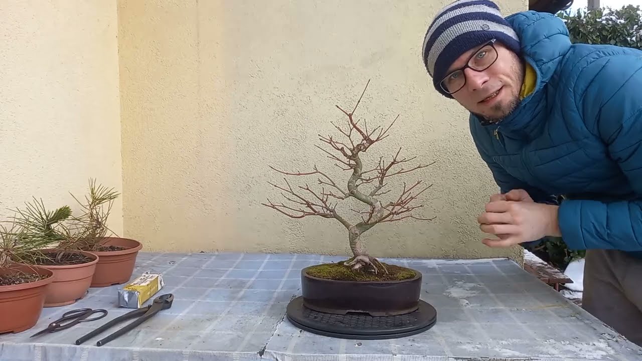 Klon palmowy bonsai-zimowe przycięcie