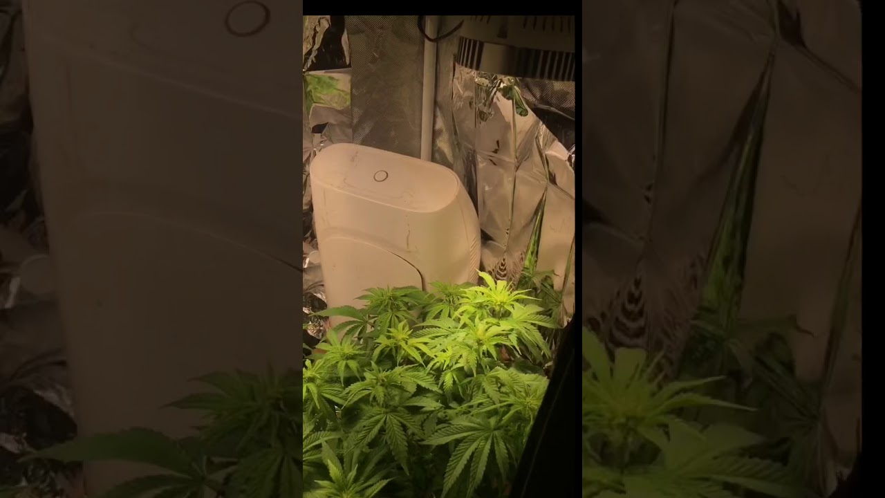 Thin mint cookies (gsc) canagrow 35 watt grow light bulbs