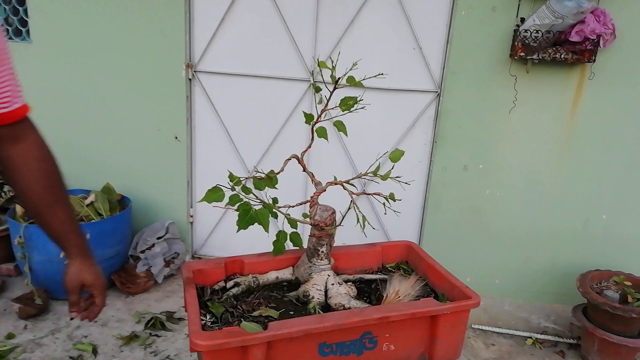 Informal upright bonsai style