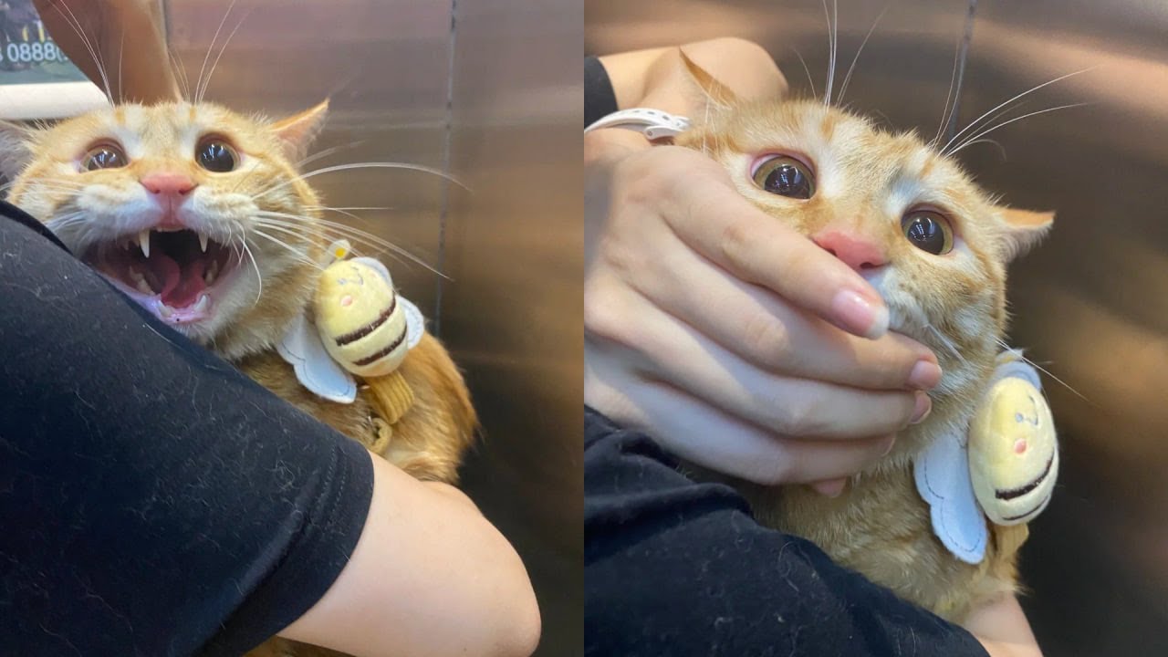 Cats Just Doing What Cats Do Best 🤣Funny Cats Videos 2025 🐱 Part 16