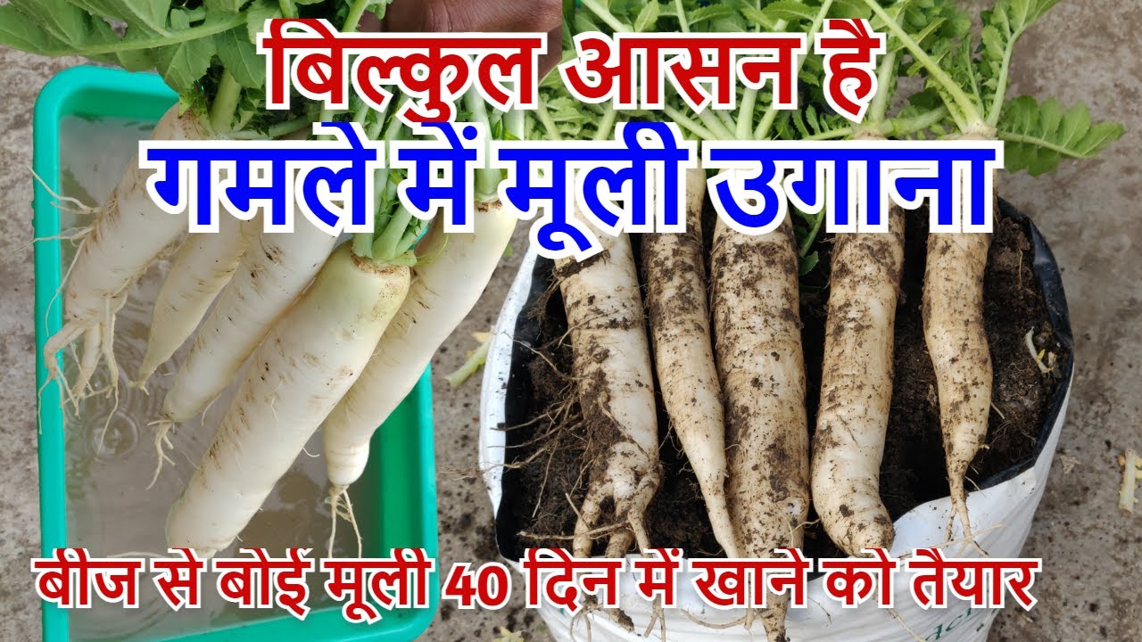 मूली को गमले में कैसे उगाये । घर&nbsp;पर मूली उगाने का बहुत ही आसान तरीका | Mooli Kaise Ugaye In Hindi