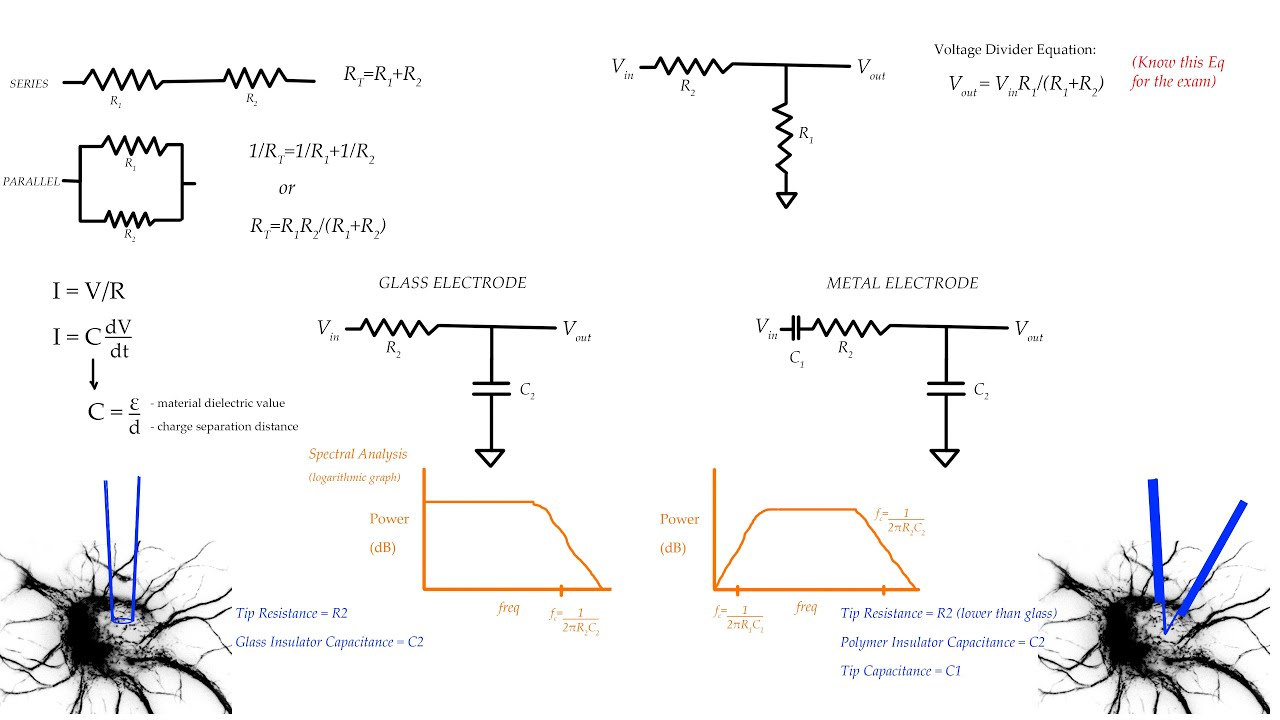 Electroencephalography & Electrophysiology (EEG + EP) - Neuroscience Lecture Series - 481 Lab Course