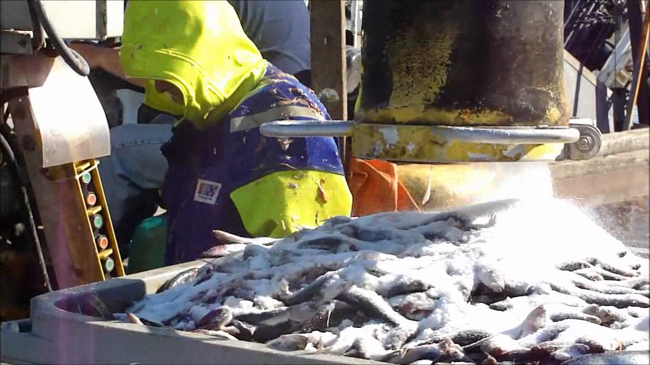 Salting Herring