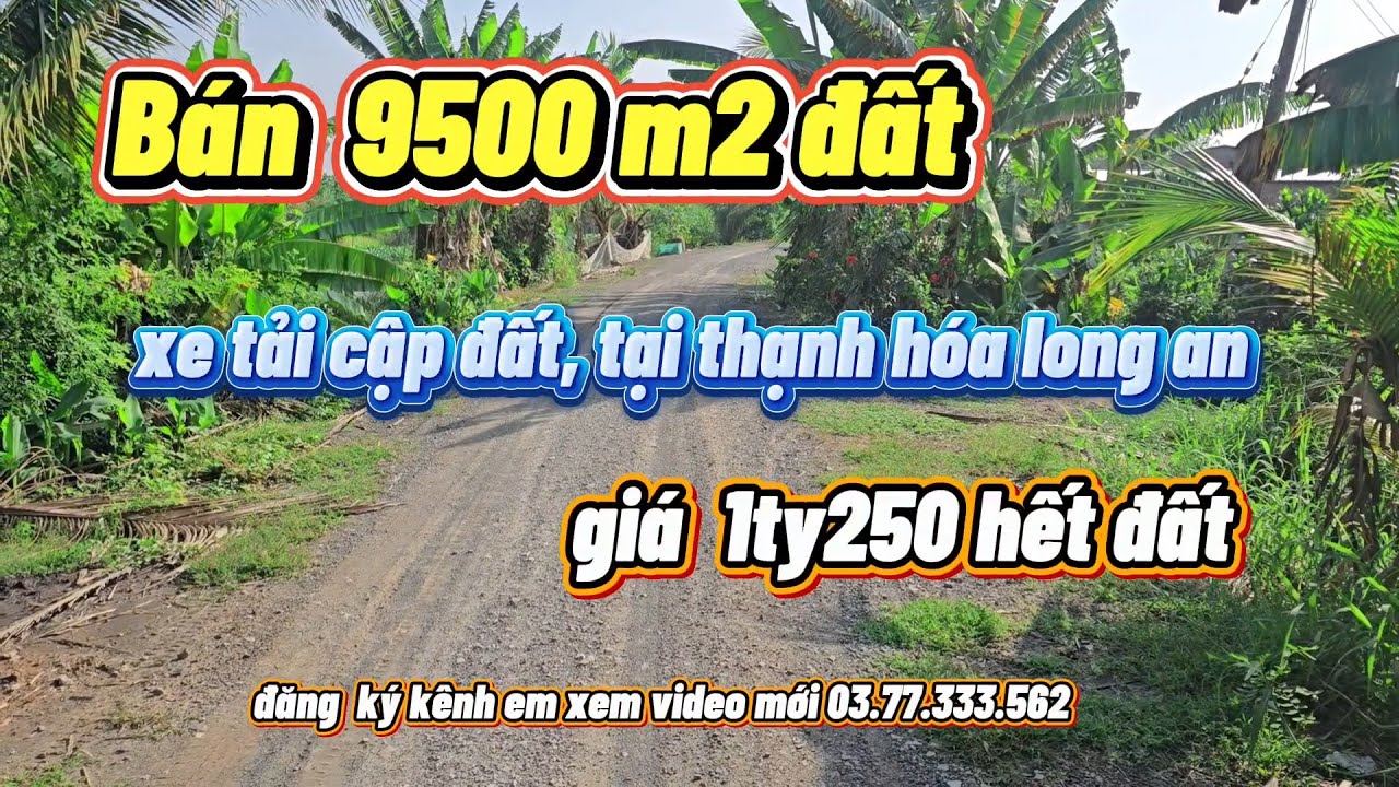 Bán đất  trả  nợ 9500m2 đất  lúa  tại thạnh hóa long an giá  chỉ 1ty250 tr