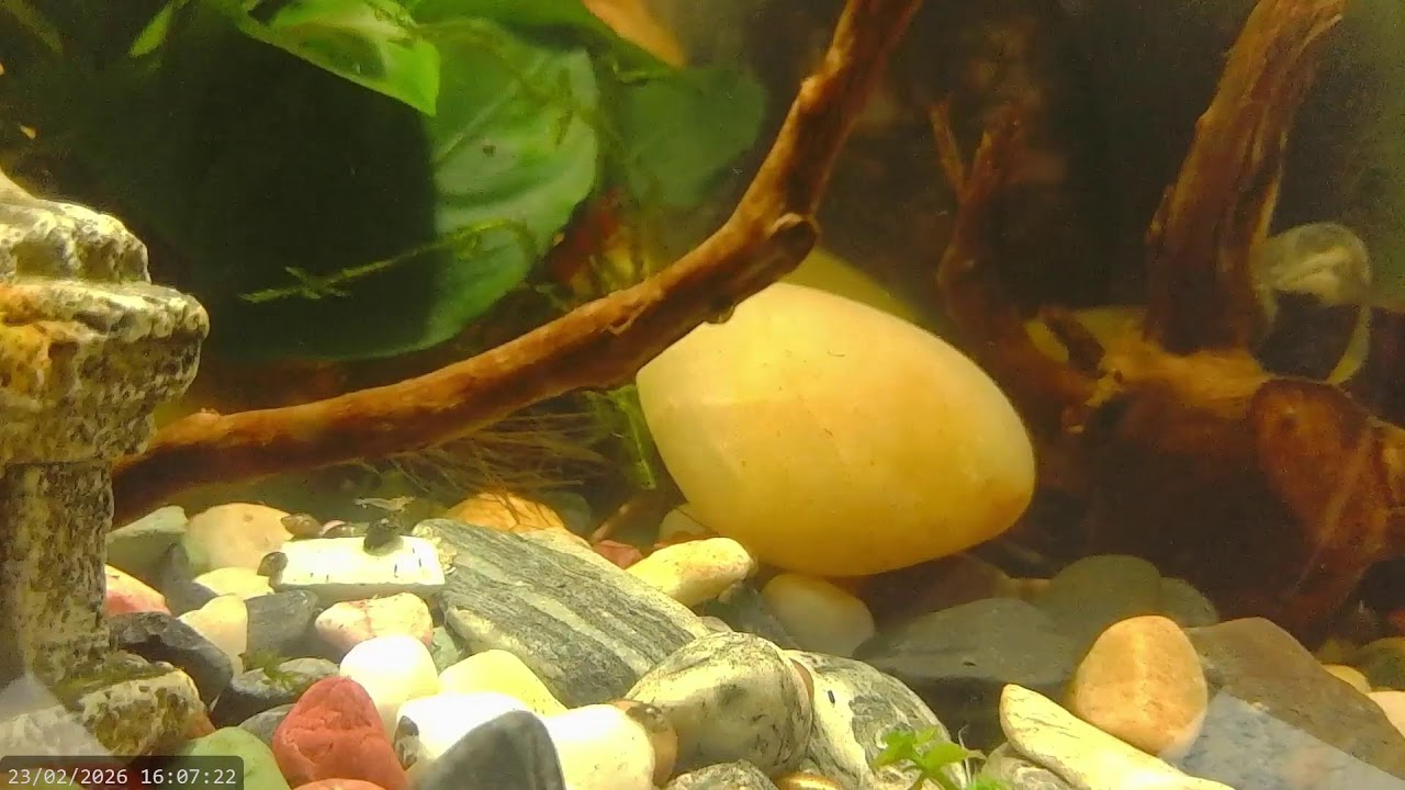 Looking for baby shrimp!