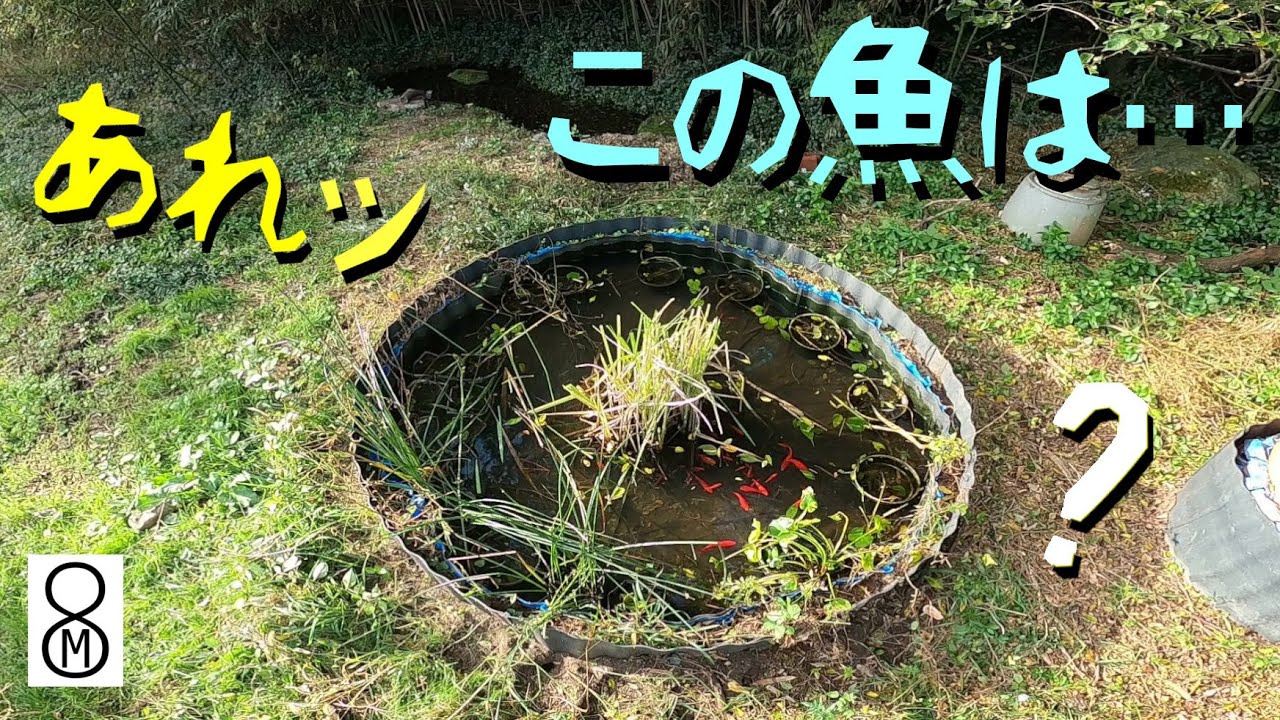 あれッ、この魚は？　ビオトープの水を１年ぶりに抜いてみた