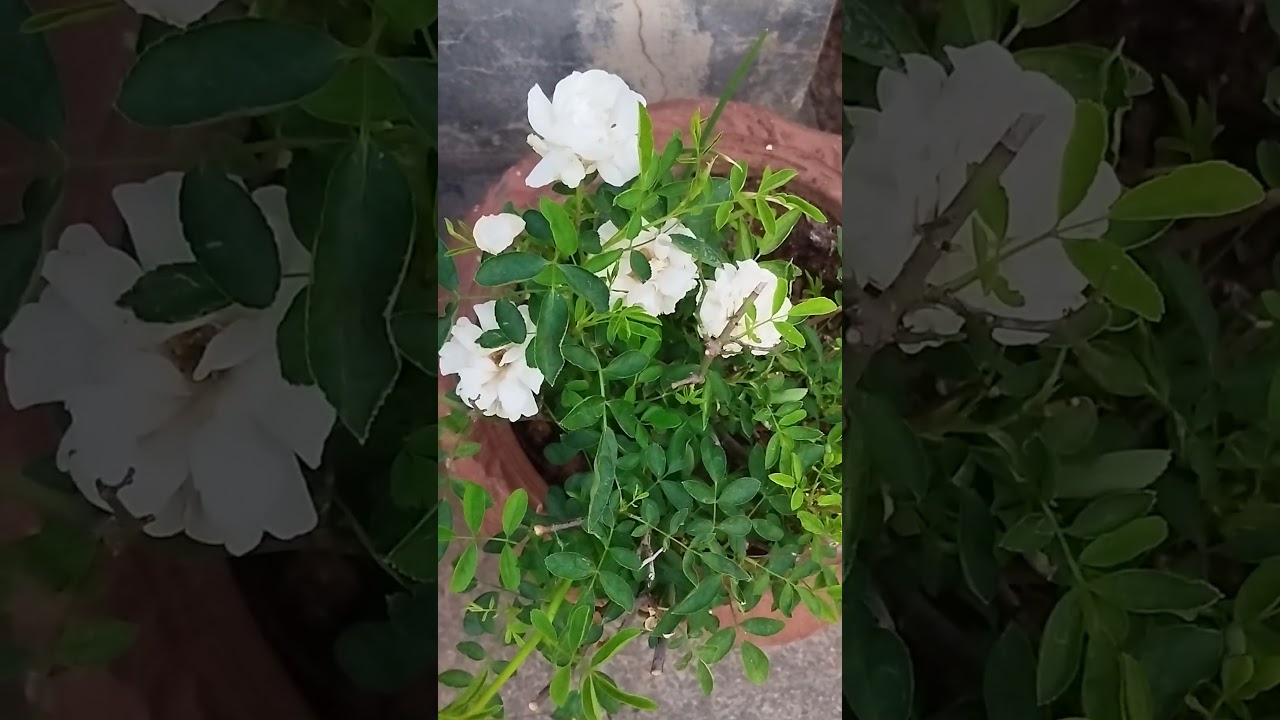 Mast#garden #flowers #love